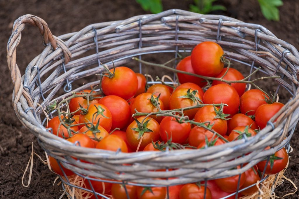 Tomatenallergie